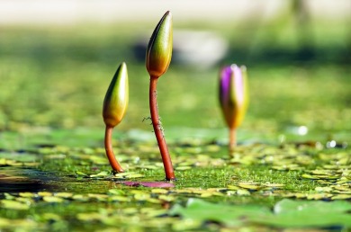 gallery/water-lilies-1388690_1280